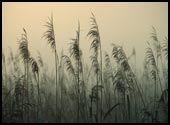 trawy we mgle
