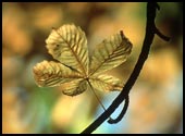 zdjęcie liścia kasztana