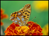 motylek na kwiatku Aksamitka
