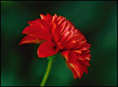 czerwony kwiatek Dalia
