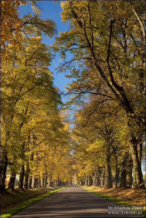 Aleja jesiennych drzew nad drog