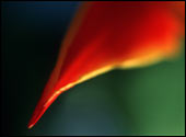 fragment tulipana