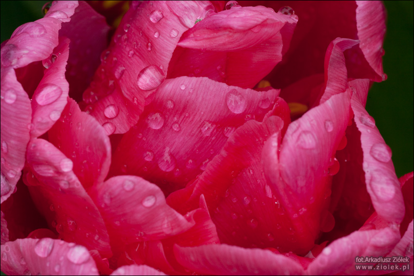 rowy tulipan i krople deszczu